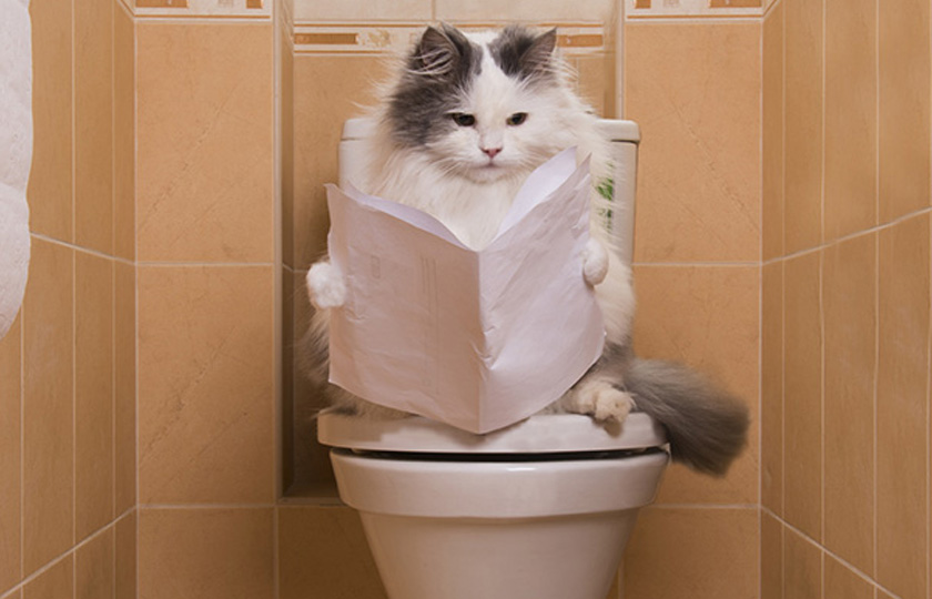 education chat aux toilettes