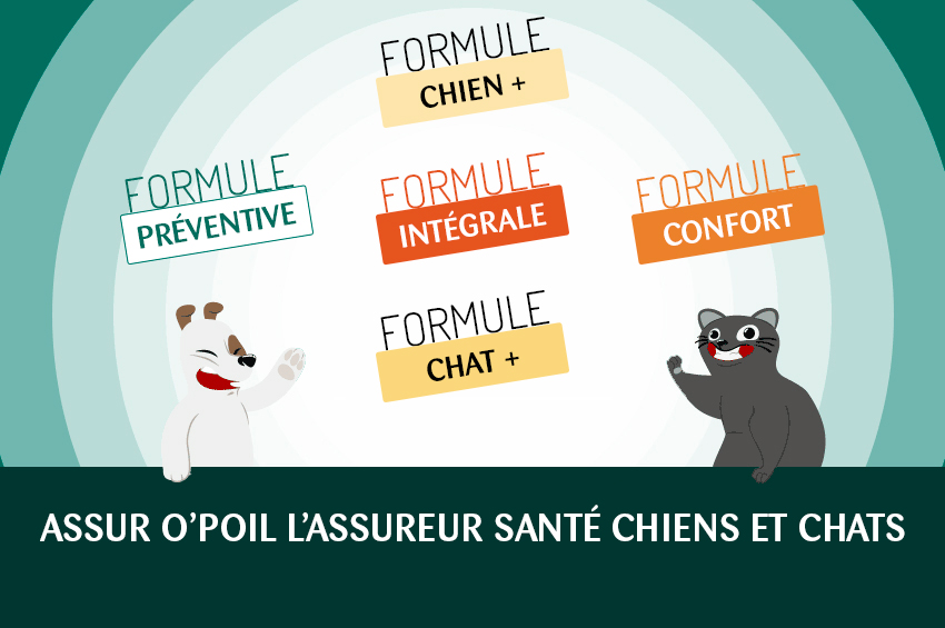 formules assurance animaux mutuelle chien mutuelle chat