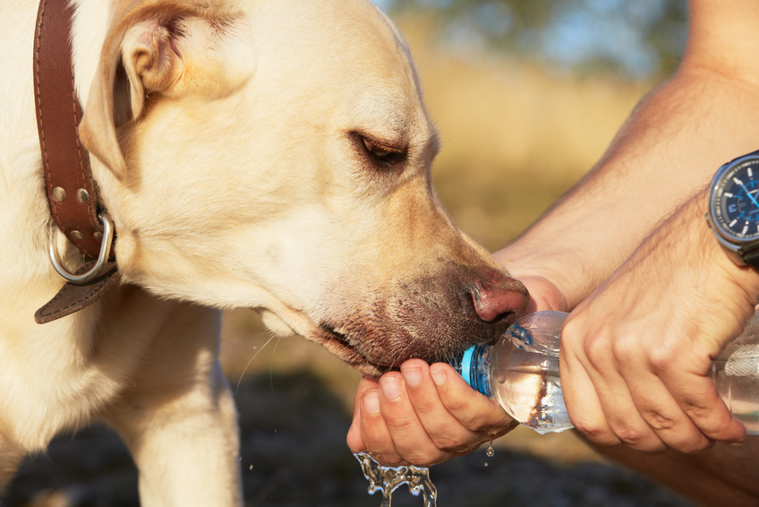 deshydratation chien