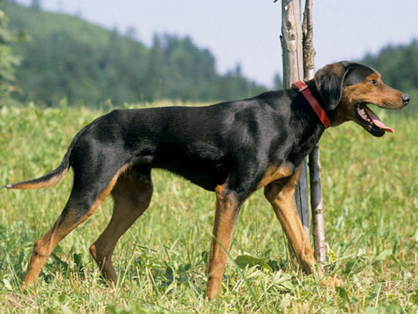 chien courant yougoslave de montagne