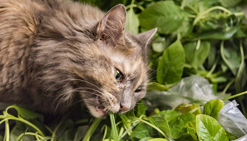Mon chat mange mes plantes, que faire ?