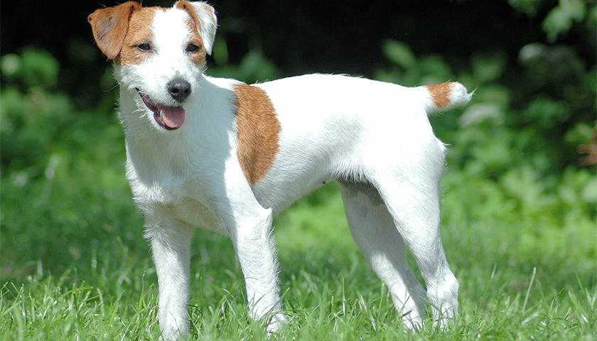 parson russell terrier races