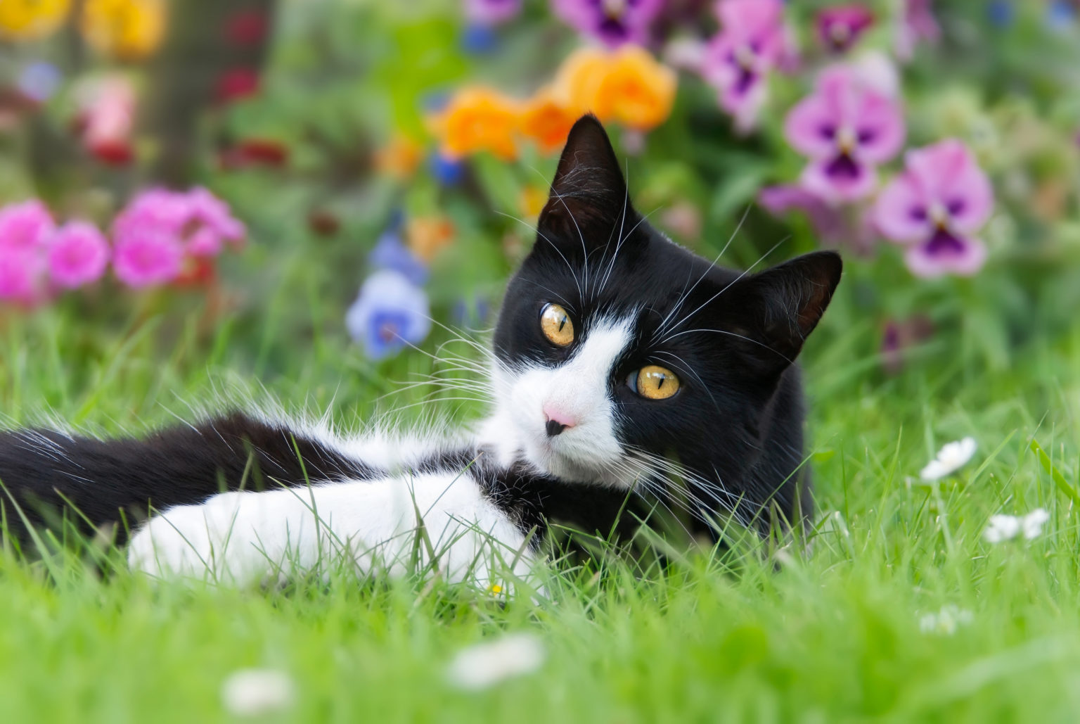 Un chat noir blanc, European Shorthair, allongé dans un pré avec co