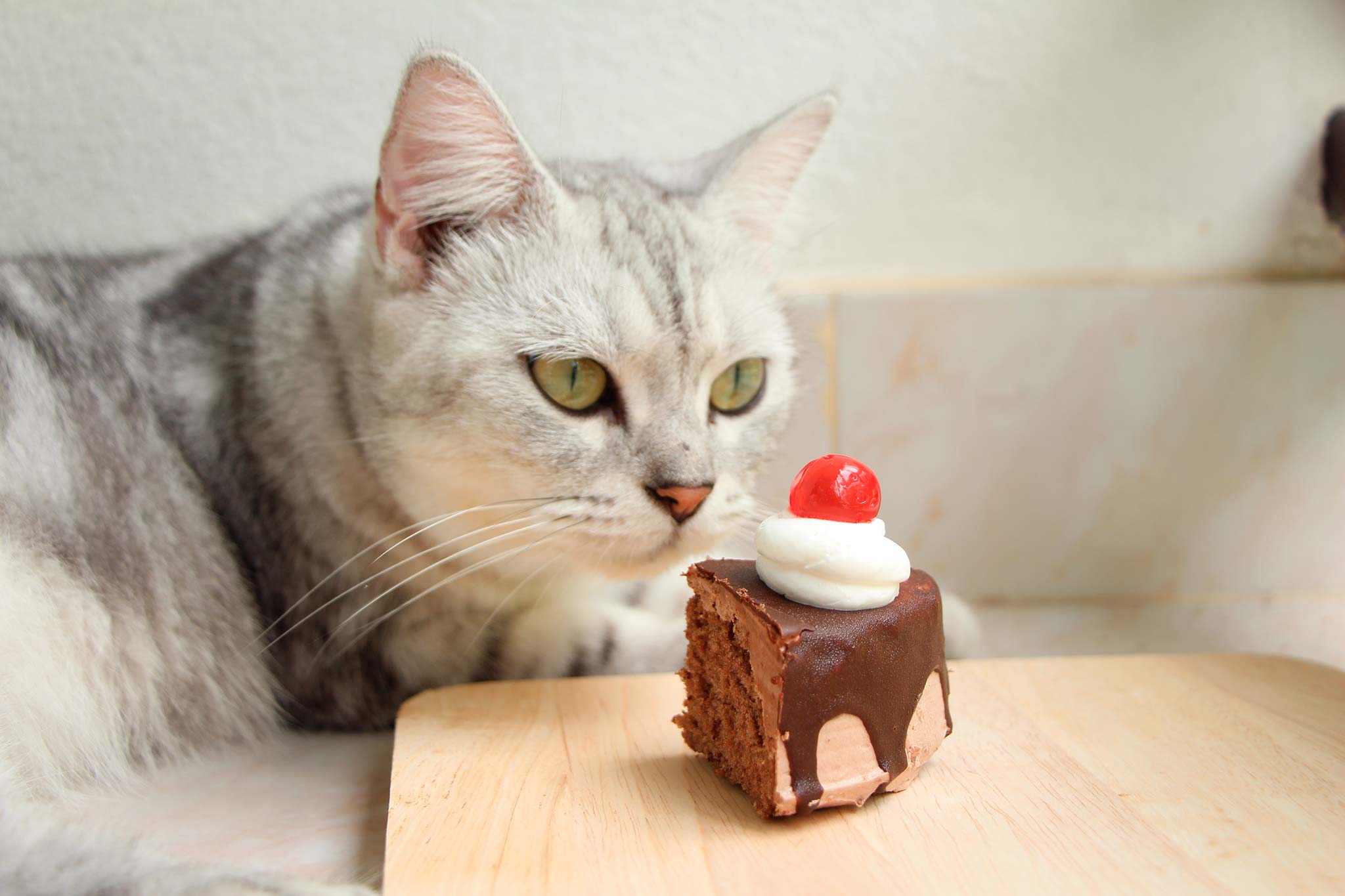 Mon chat a mangé du chocolat