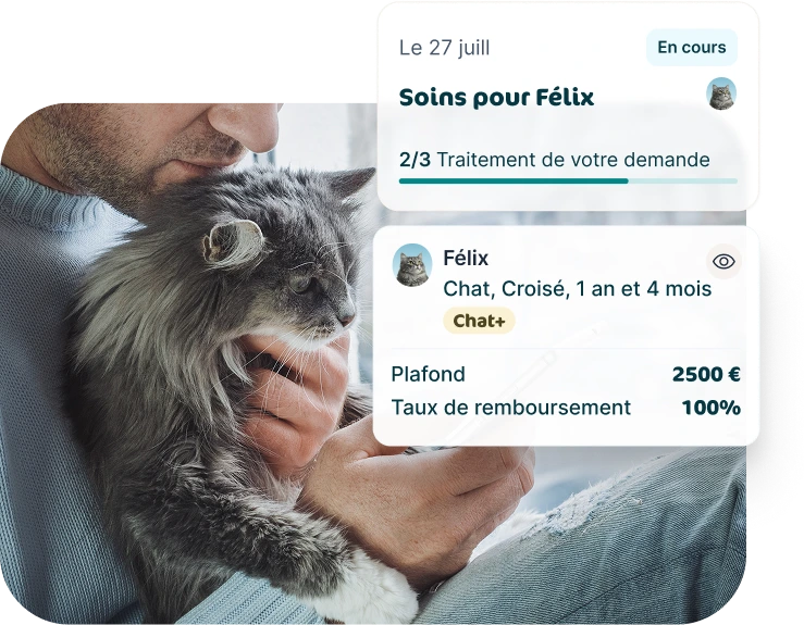 Illustration application Assur O'Poil avec un chat