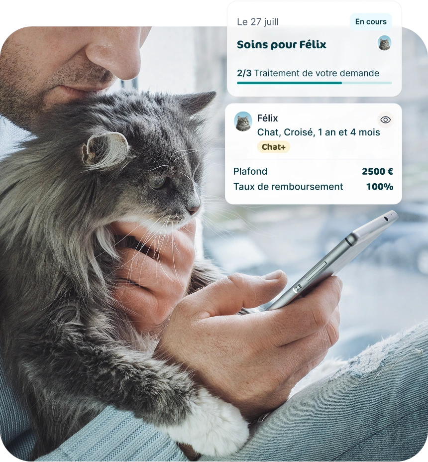 Illustration application Assur O'Poil avec un chat