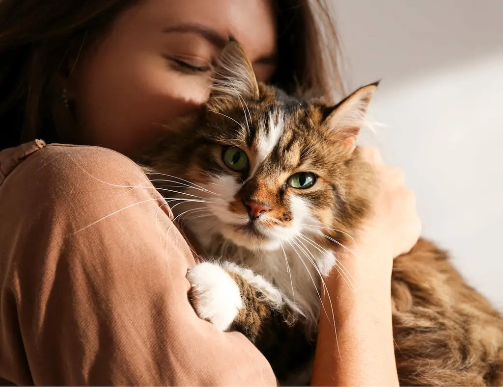 Chat assuré chez Assur O'Poil