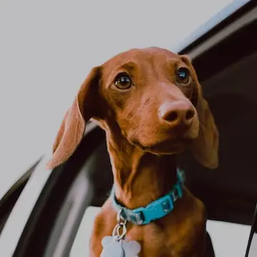 Chien assuré chez Assur O'Poil