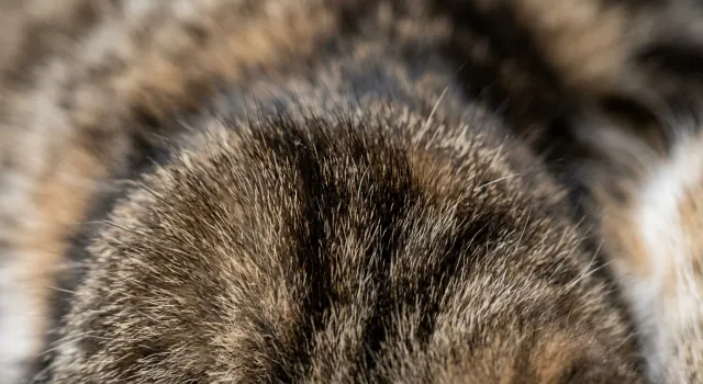 Gros plan sur le pelage d'un chat