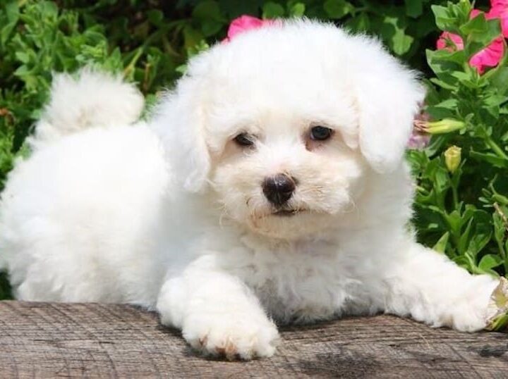 bichon frisé