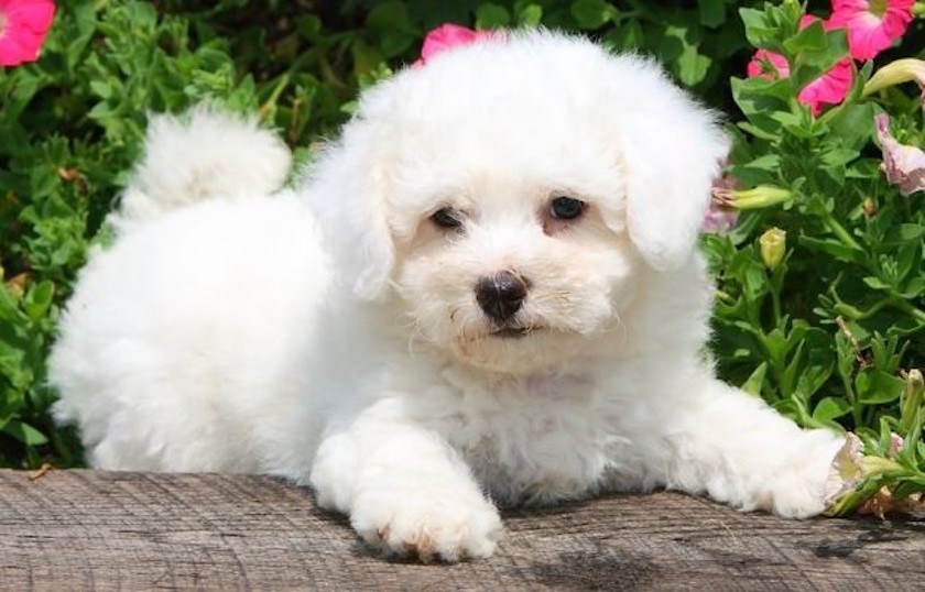 bichon frisé