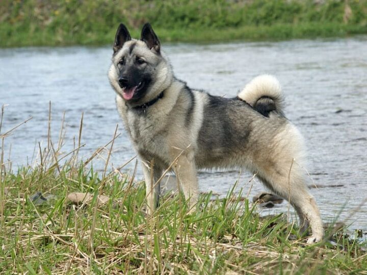 chien d elan norvégien gris
