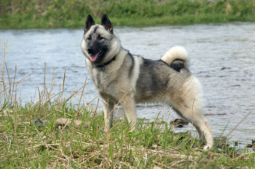 chien d elan norvégien gris