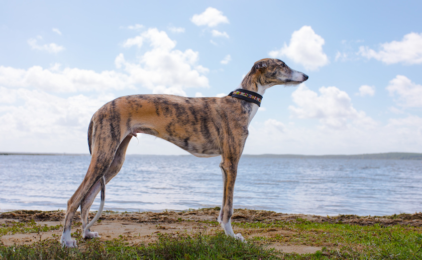 Galgo Español, Spanish galgo, Spanish Greyhound, Greyhound