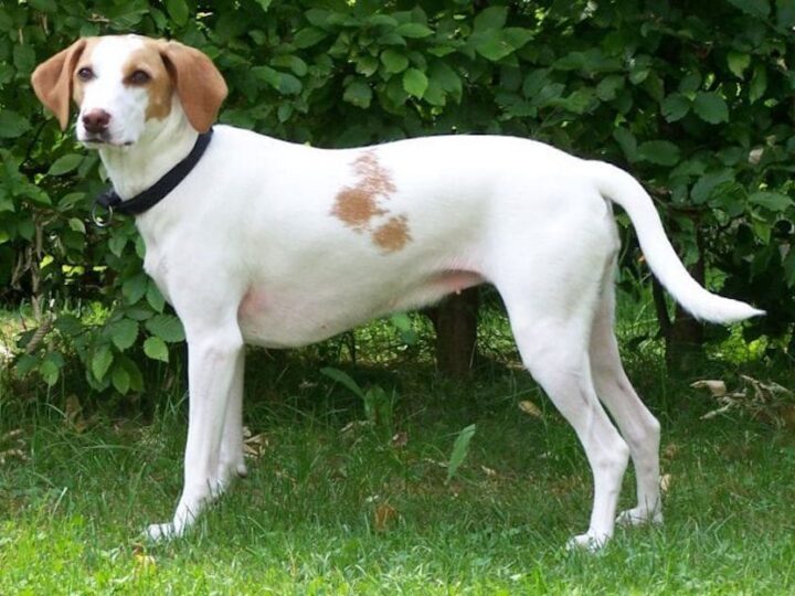 Chien courant d Istrie à poil ras