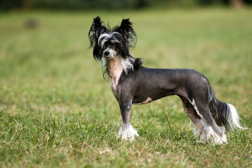 Chinese Crested Dog