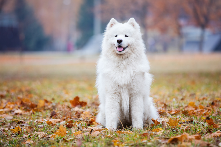 Chien de race Samoyède