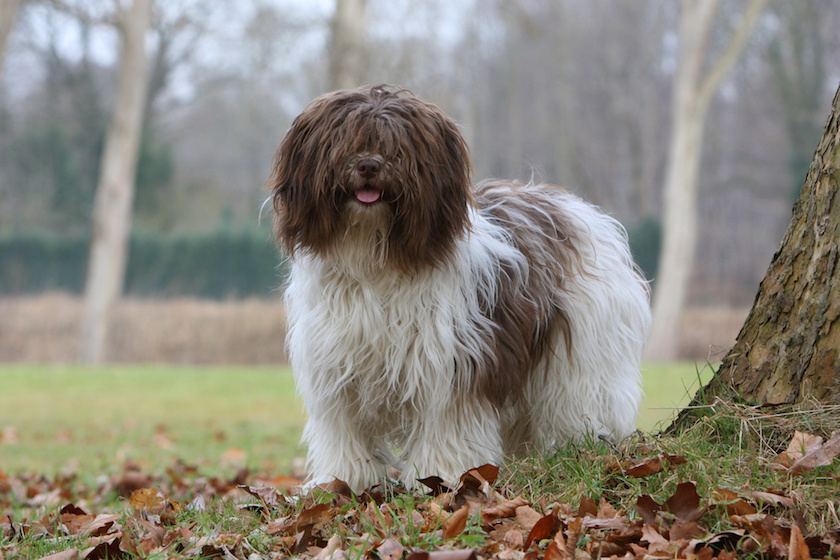 Chien loup - Race de chien - AssurOpoil