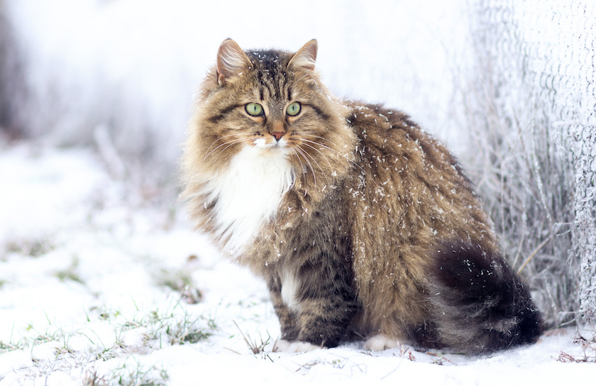 winter portrait of a Siberian cat