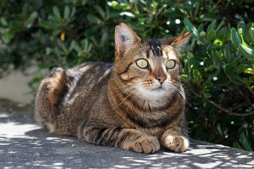 Chat de type européen