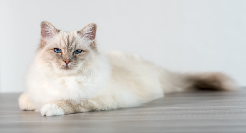 Portrait of beautiful sacred cat of burma