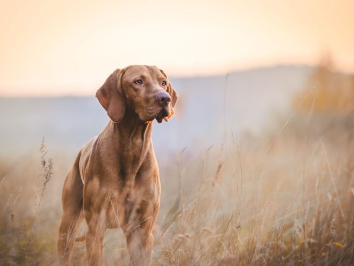 Hongrois chien pointeur vizsla en automne sur le terrain