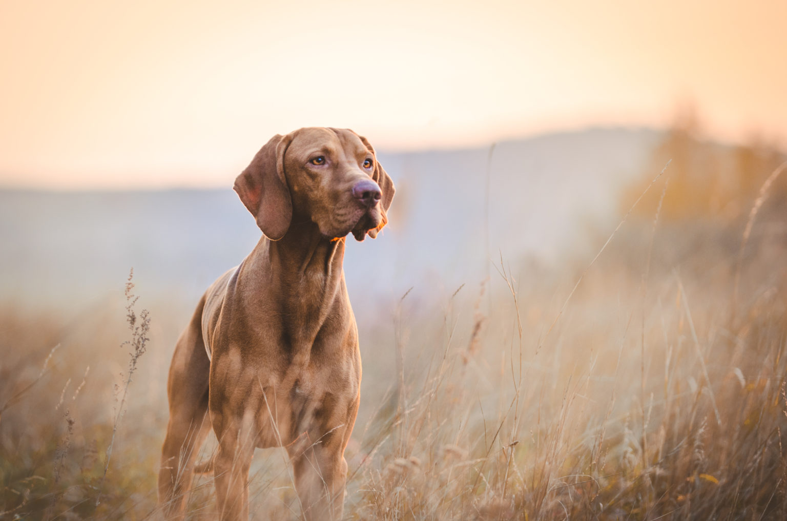 Hongrois chien pointeur vizsla en automne sur le terrain