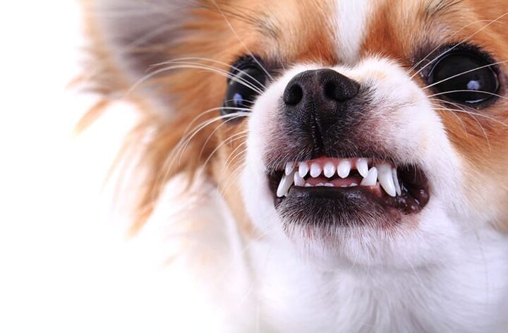 chien agressif que faire