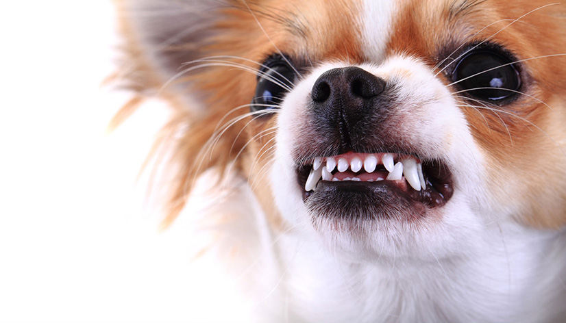 Chien agressif, que faire ? - Comportement du chien