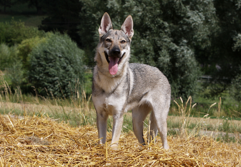 chien loup tchécoslovaque immobile nous fixant du regard