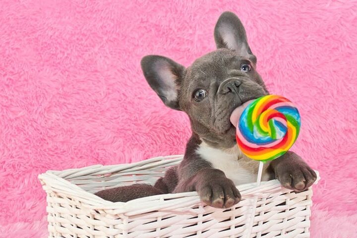Un chien avec une sucette dans la gueule