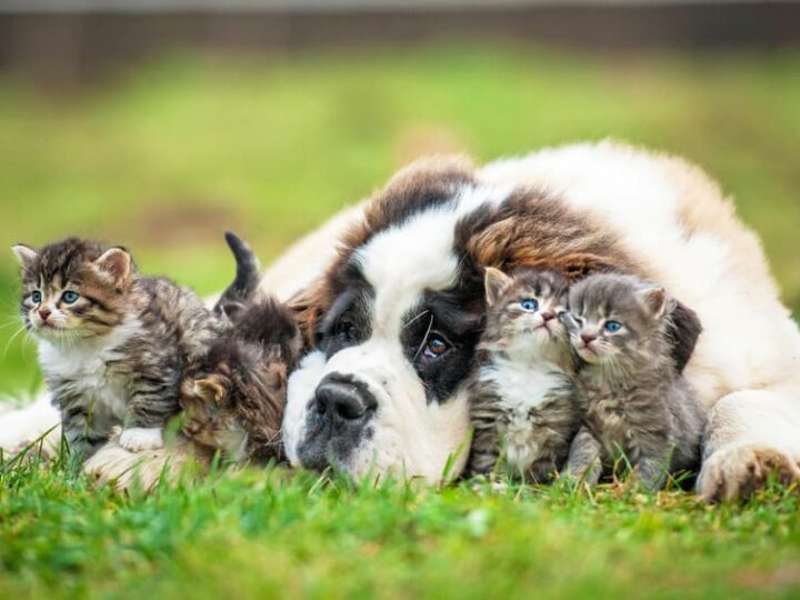 phytotherapie pour chien chat