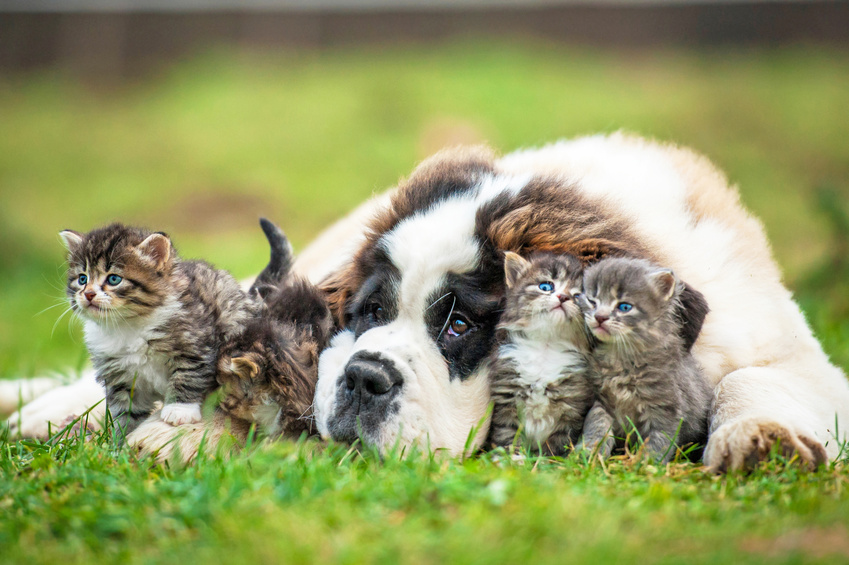 phytotherapie pour chien chat