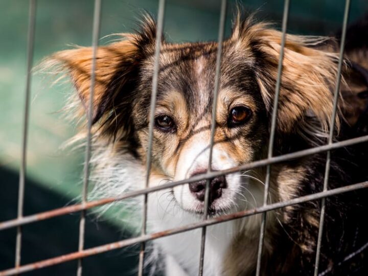 stop abandon animaux
