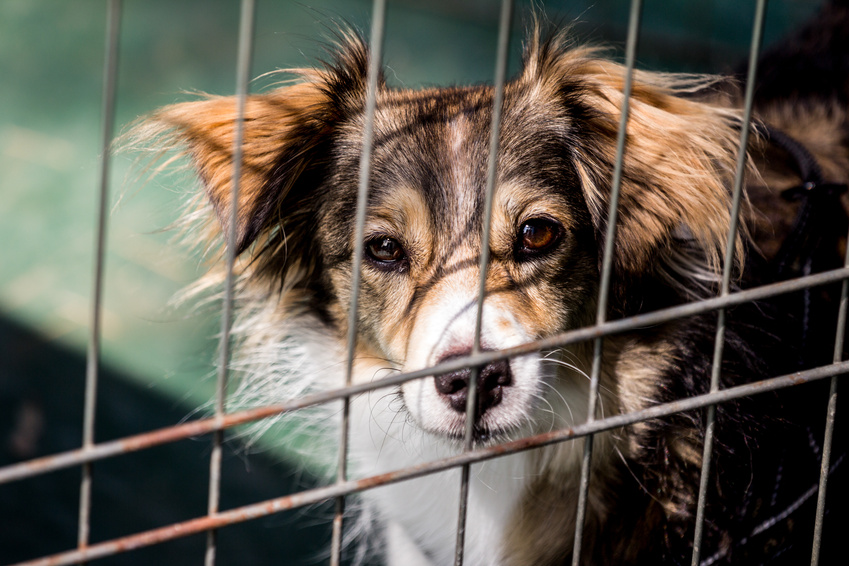 stop abandon animaux