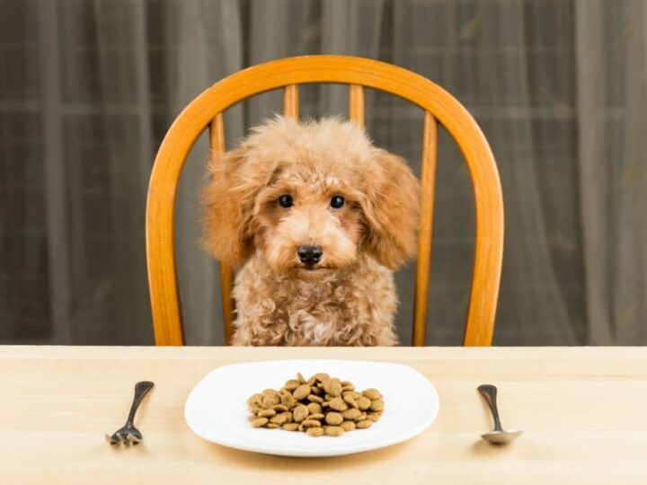 mon chien ne mange plus