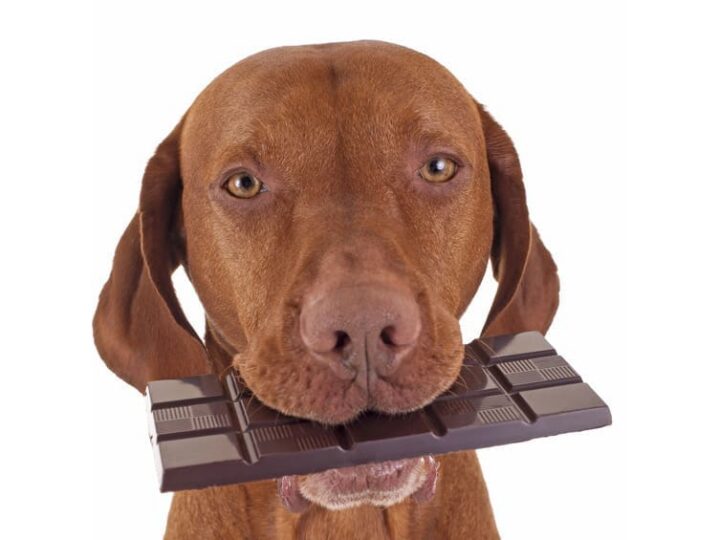 aliments toxiques chien