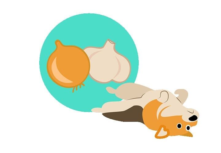 aliments toxiques chien chat