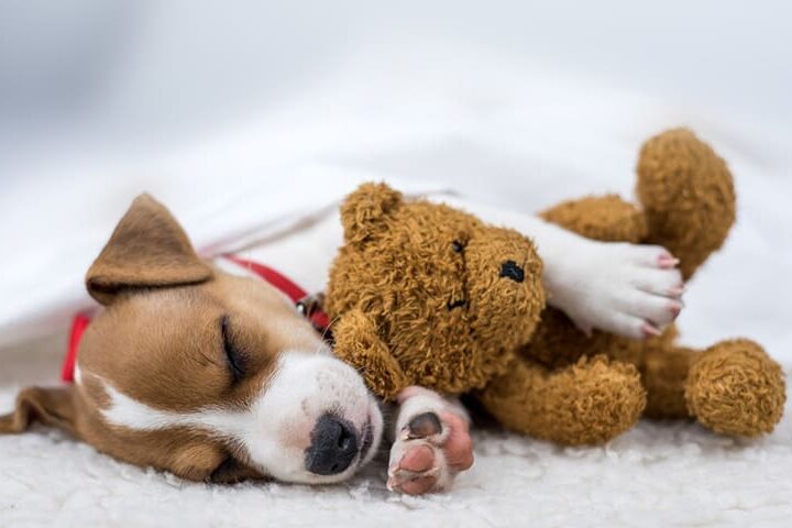 Chiot qui dort avec un ourson en peluche