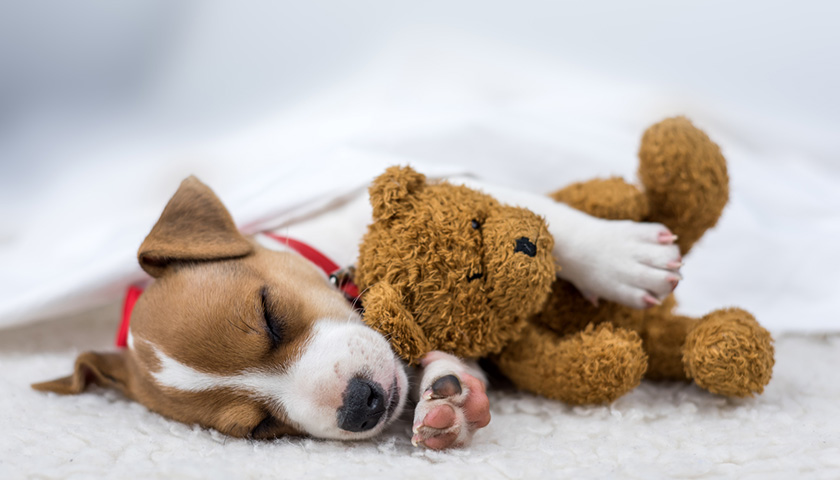 Chiot qui dort avec un ourson en peluche