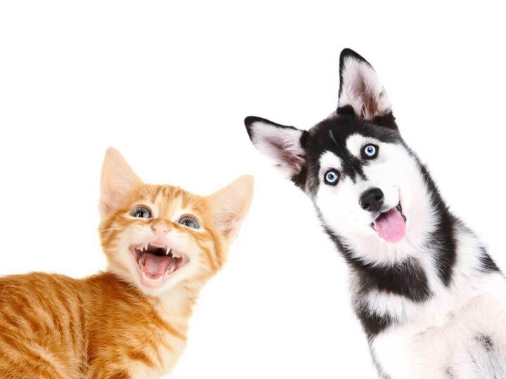 assurance maladie animaux si jamais malade