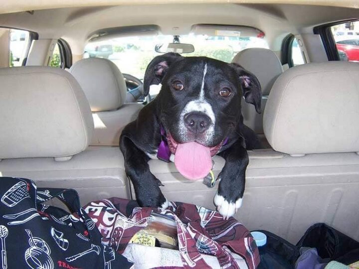 astuces voyage passeport pour chien