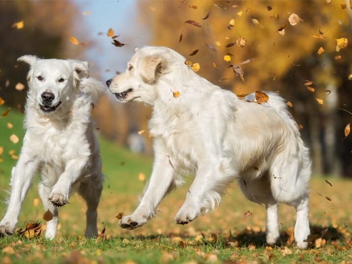 automne sante chat et chien