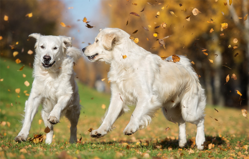 automne sante chat et chien