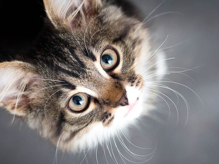 avoir un chat sante