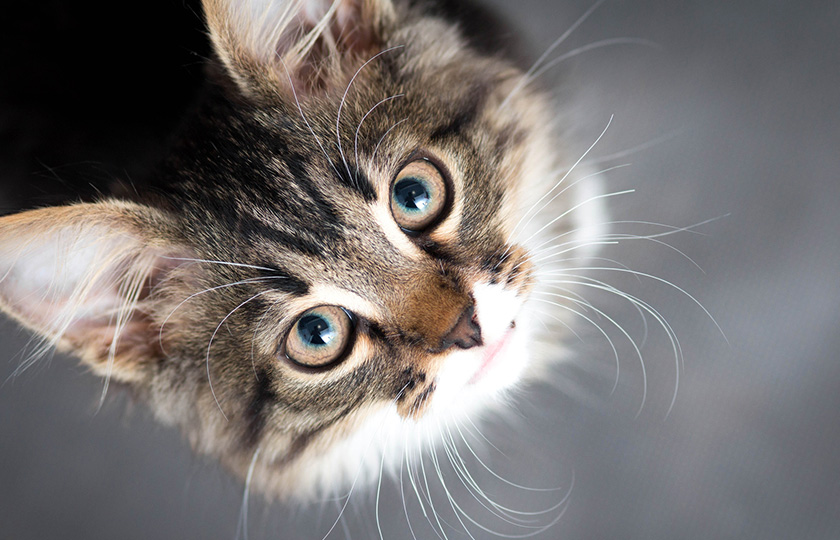 Tout comme nous les humains, les chats peuvent être stressés