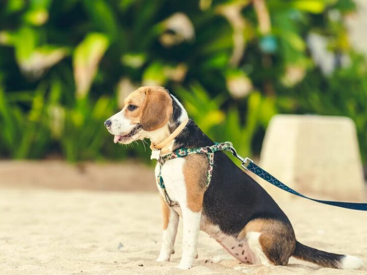 Beagle Harrier assis