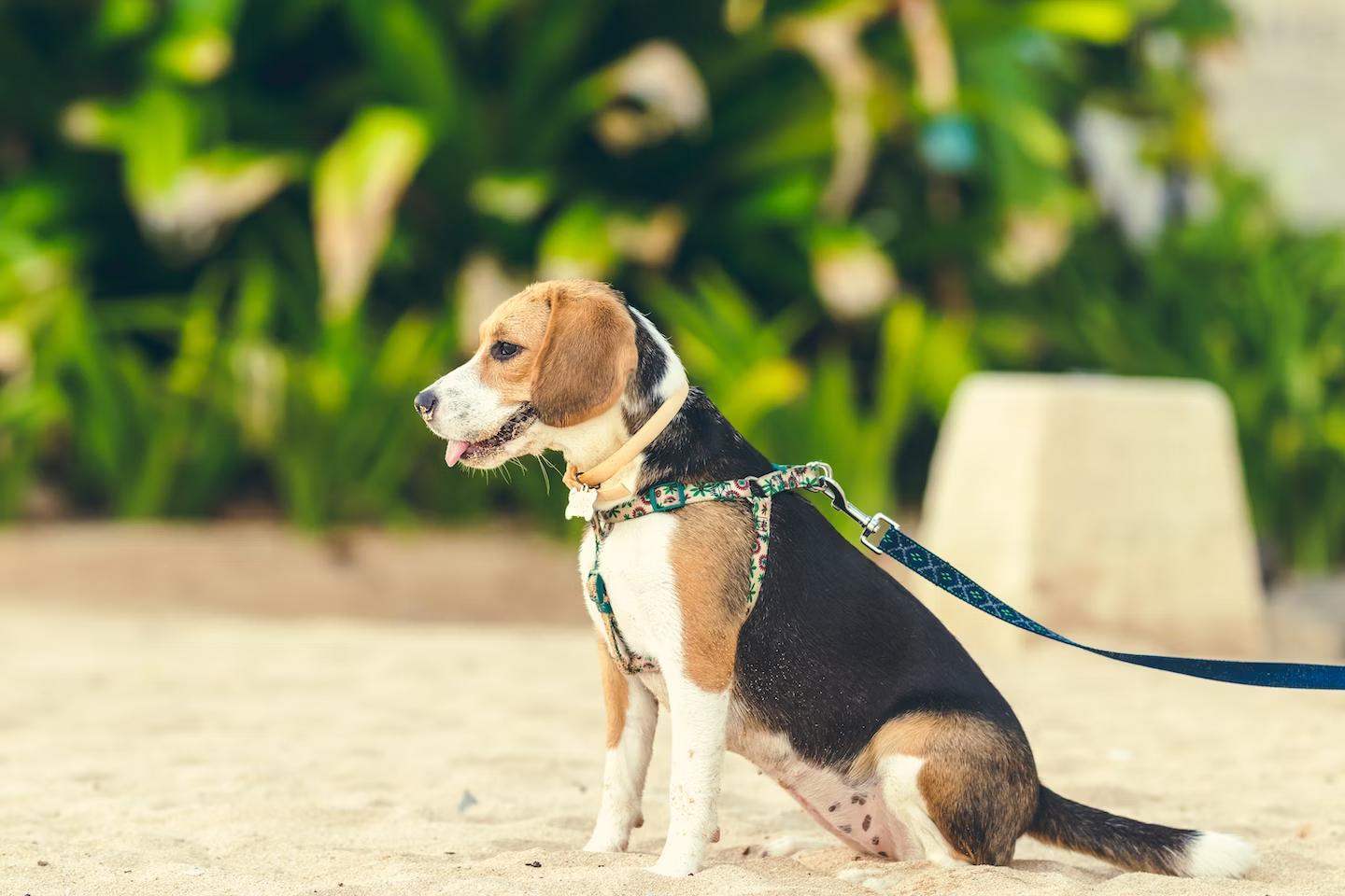 Beagle Harrier assis