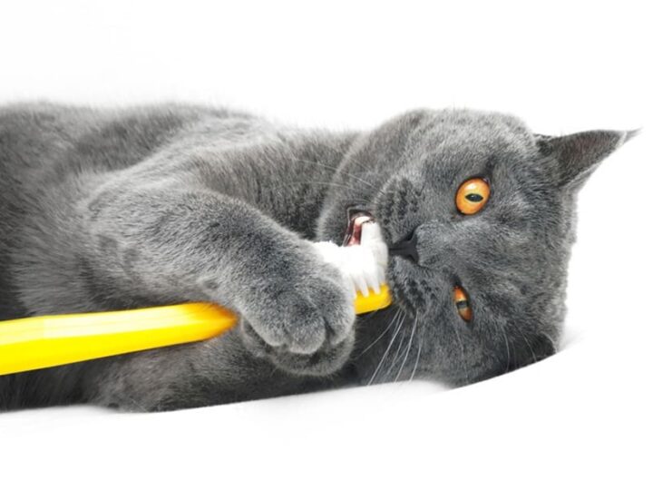 Chat assuré chez Assur O'Poil se brosse les dents