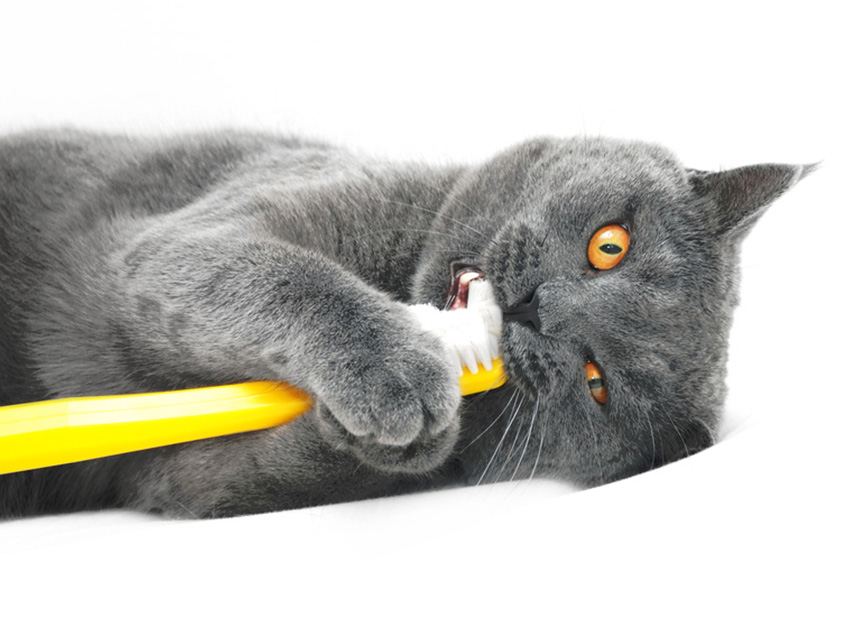 Chat assuré chez Assur O'Poil se brosse les dents